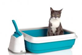Как самому сделать домик кошке, корм и туалетный наполнитель Наполнитель для кошек своими руками