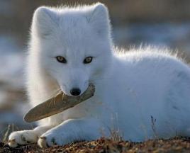 북극 여우 동물 : 사진 및 설명