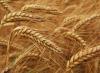 Ձմեռային ցորենի մշակության առանձնահատկությունները Ցորենի զարգացման և հացահատիկի հասունացման փուլերը