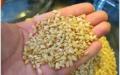 Crusca di riso: magrezza, salute e tranquillità da Now Foods